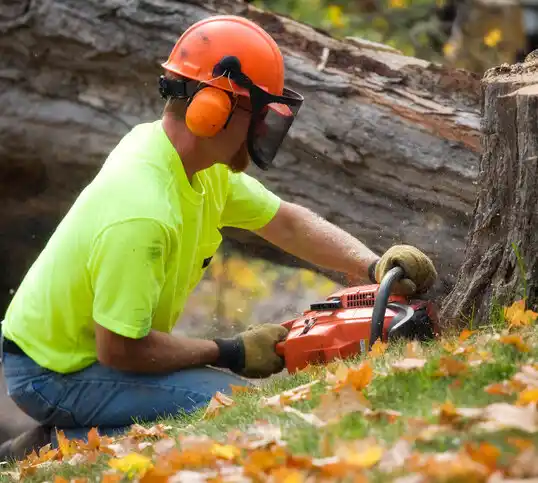 tree services Brasher Falls